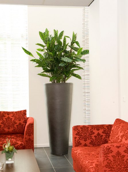 anthurium in partner super_1